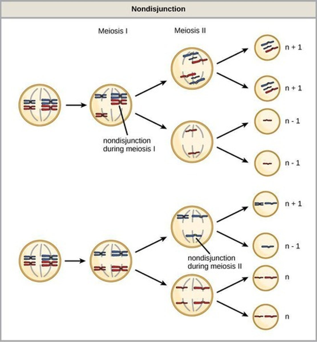 <p>Failure of chromosomes to separate properly during meiosis.</p>