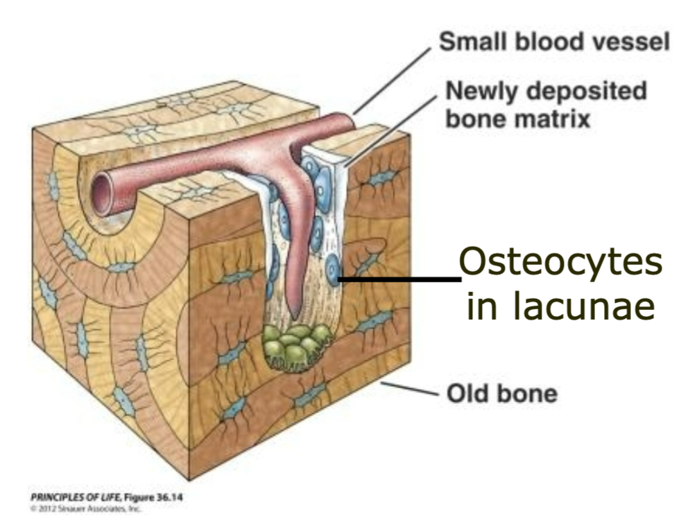 1. Very little fluid
2. Resists compression and tension; very strong
3. Well vascularized
- Heals/remodels easily
4. Organic and inorganic materials
5. Osteocytes in lacunae