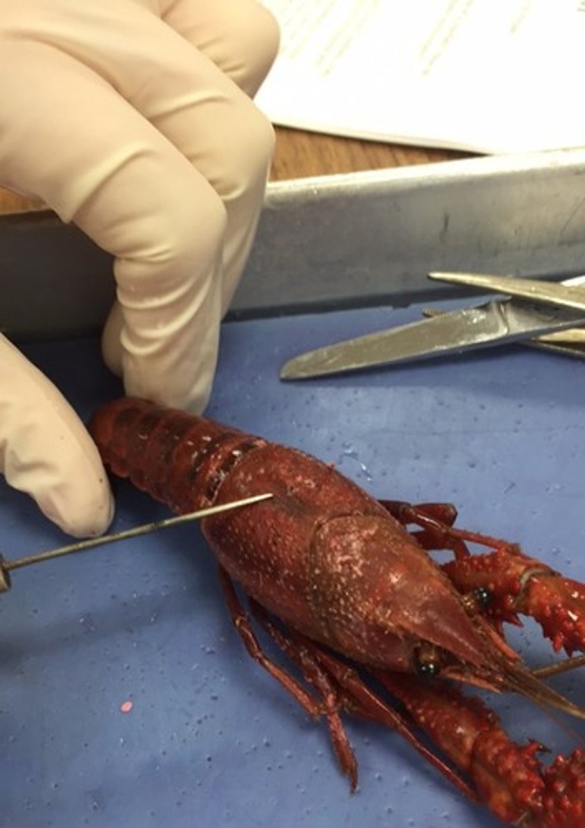 <p>fused head and thorax in some species</p>