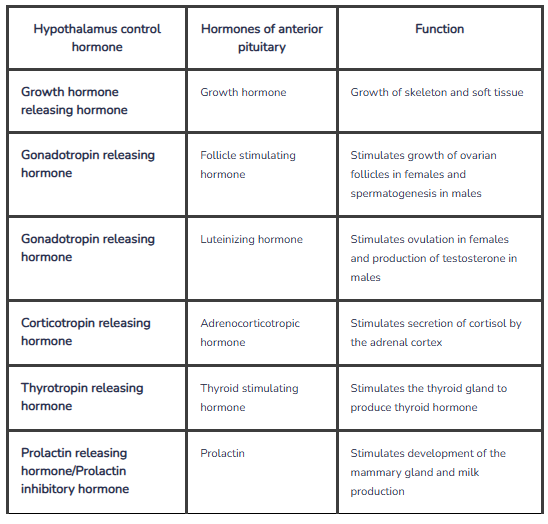 <p><strong>Luteinizing hormone</strong><span><span> and </span></span><strong>follicle stimulating hormone</strong><span><span> act on the </span></span><strong>gonads</strong><span><span>.</span></span></p><p style="text-align: left;"><span><strong><span>Luteinizing hormone (LH)</span></strong></span> <span><strong><span>is produced by the anterior pituitary</span></strong></span> <span><strong><span>and targets the gonads:</span></strong></span></p><ul><li><p><span><strong><span>In females: LH stimulates ovulation</span></strong></span> <span><strong><span>and the production of progesterone</span></strong></span> <span><strong><span>in the ovaries.</span></strong></span></p></li><li><p><span><strong><span>In males: LH stimulates Leydig cells</span></strong></span> <span><strong><span>in the testes to produce testosterone.</span></strong></span></p></li></ul><p style="text-align: left;"><strong>Thyroid-stimulating hormone</strong><span><span> acts on the </span></span><strong>thyroid gland </strong><span><span>to cause production and secretion of </span></span><strong>thyroid hormone.</strong></p><p style="text-align: left;"><strong>Growth hormone</strong><span><span> acts on </span></span><strong>body tissues</strong><span><span> to stimulate </span></span><strong>growth</strong><span><span>.</span></span></p><p style="text-align: left;"><strong>Prolactin </strong><span><span>acts on the </span></span><strong>breast tissue</strong><span><span> to stimulate </span></span><strong>growth </strong><span><span>and </span></span><strong>milk production</strong><span><span>.</span></span></p><p style="text-align: left;"><span><span>Oxytocin which is a posterior pituitary gland secretion acts on the uterus to stimulate contraction and also acts on mammary to stimulate milk ejection.</span></span></p><p style="text-align: left;"></p>