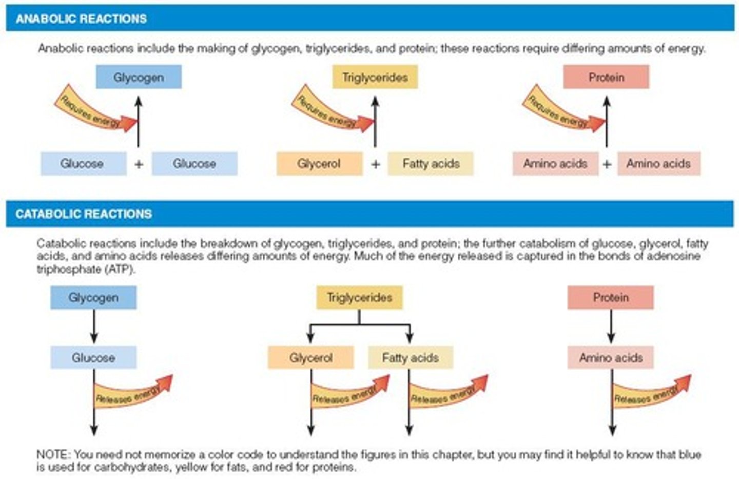 <p>Anabolism (building) and Catabolism (breaking).</p>