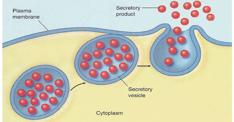 <p><span>Small, membrane-bound sacs that bud off from the Golgi apparatus and contain proteins or lipids for secretion outside the cell or delivery to other organelles.</span></p>
