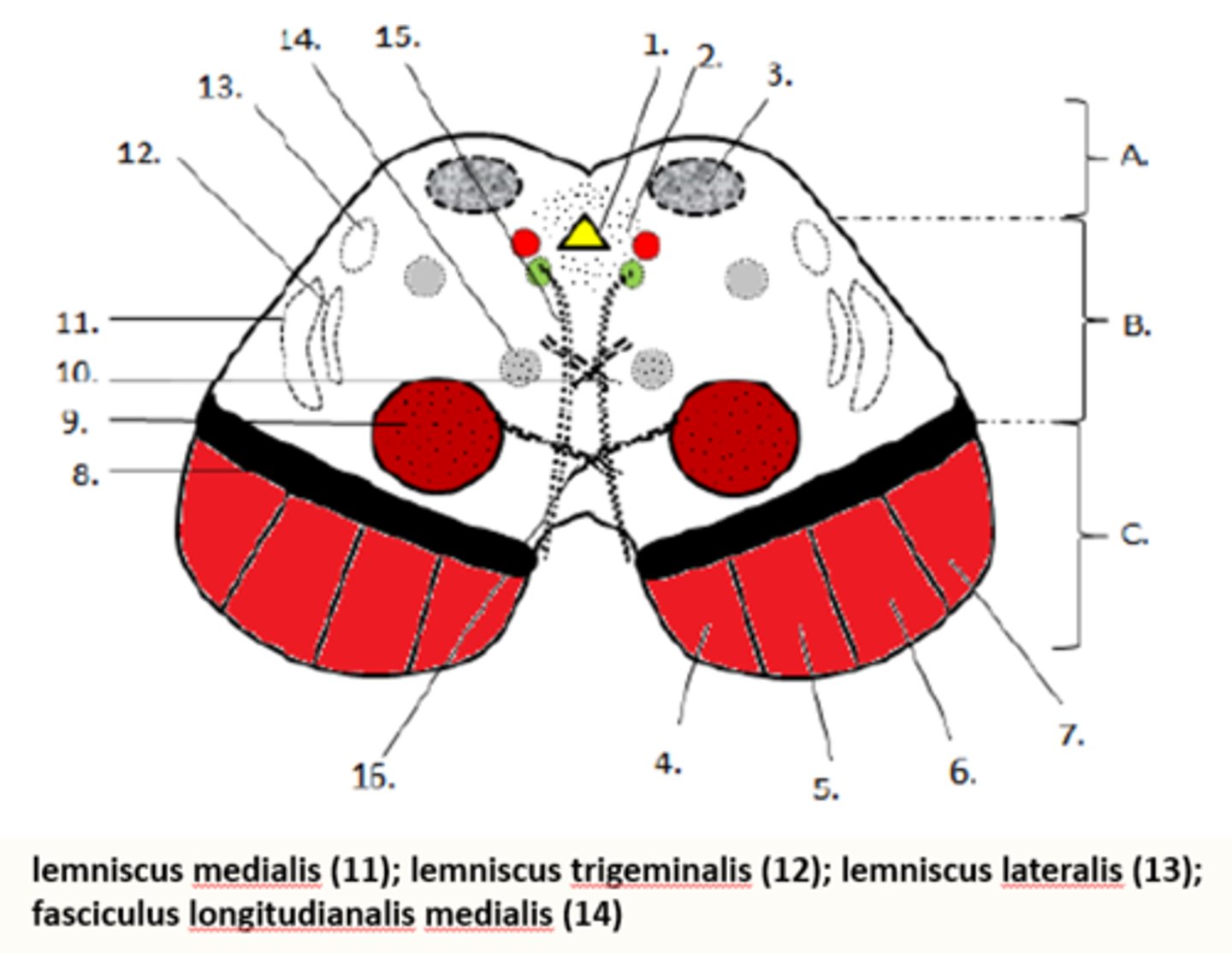 <p><strong>via basis pedunculi cerebri for voluntary movements</strong></p><p>1. tractus corticospinalis</p><p>2. tractus corticonuclearis</p><p>3. tractus corticopontinus</p><p></p><p><strong>via tegmentum mesencephali</strong></p><p>1. tractus tectospinalis</p><p>2. tractus rubrospinalis</p><p>3. tractus reticulospinalis</p><p>4. fasciculus longitudinalis medialis</p><p>5. tractus cerebellorubralis</p>