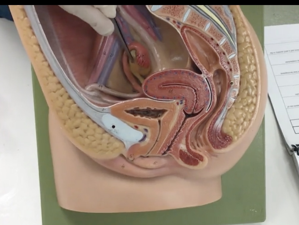 <p>Description: Paired, female gonads that are small, almond shaped</p><p>Relationship: Where maturation of oocytes occur</p>