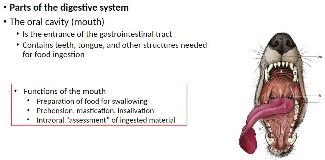 <p><strong>Oral Cavity (Mouth)</strong>: Is the entrance of the gastrointestinal tract<br> Contains teeth, tongue, and other structures needed for food ingestion</p><p><strong>Functions of the Mouth</strong>: Preparation of food for swallowing<br> Prehension, mastication, insalivation<br> Intraoral assessment of ingested material</p>