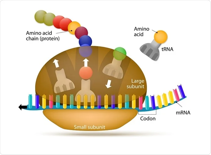 <p>ribosome </p>