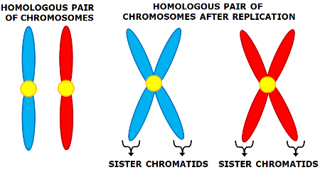 <p>When homologous chromosomes replicate themselves they form chromatids. Resulting in 4 chromatids.</p>