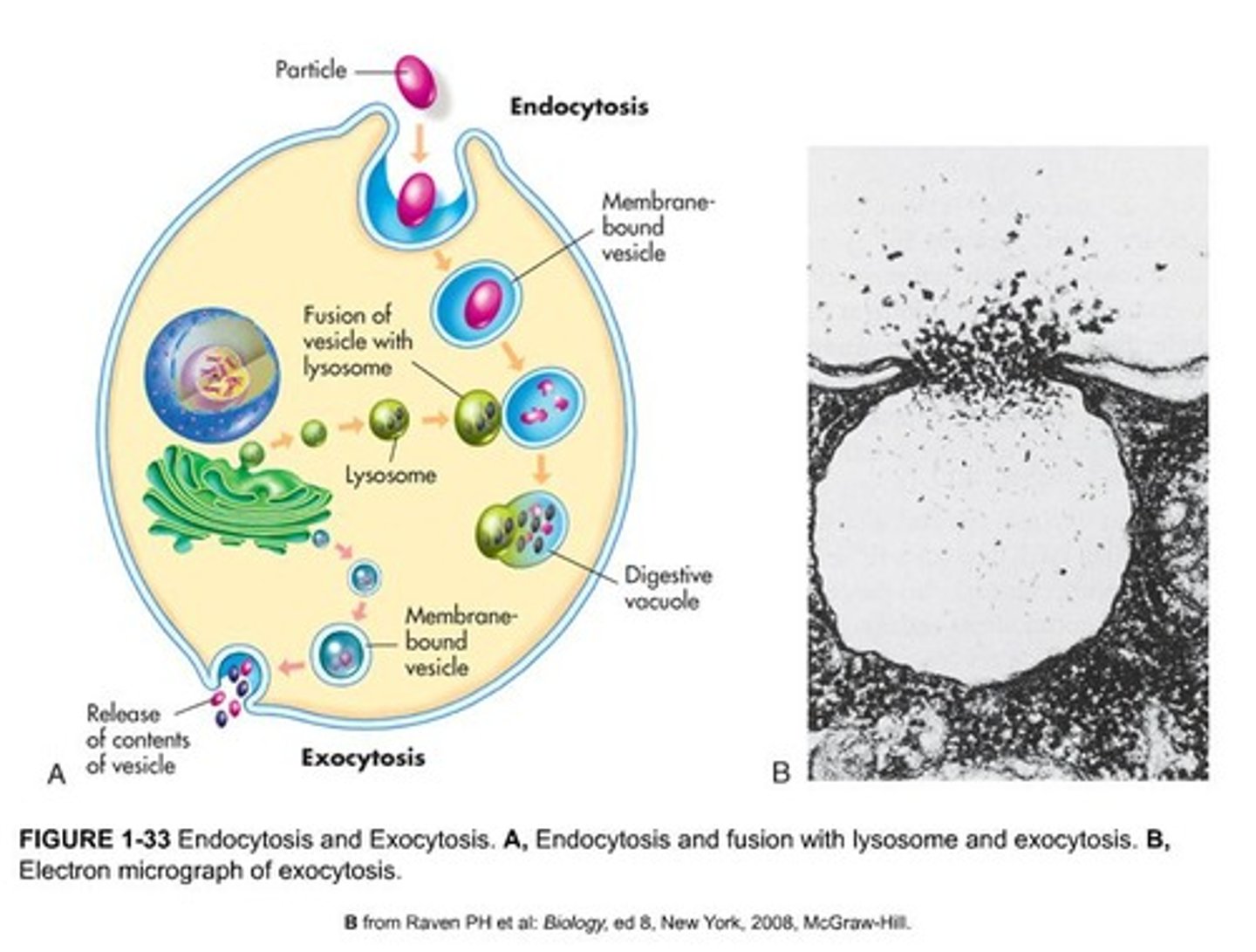 <p>An internalizing process where a section of the plasma membrane enfolds substances from outside the cell, forming a vesicle.</p>