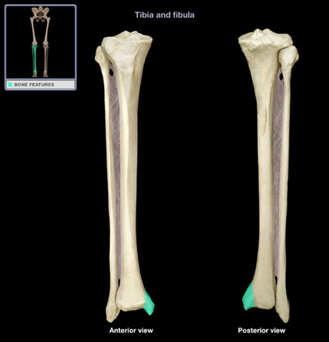 <p>forms the medial bulge of the ankle</p>
