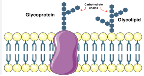 <ul><li><p>Some of the membrane lipids and proteins have carbohydrates linked to them.</p></li><li><p>Called <strong>glycolipids</strong> (any membrane lipid + carbohydrate) or <strong>glycoproteins</strong> (membrane component with sugar or carb + aa)</p></li><li><p>Crucial for cell-cell recognition and signaling</p></li><li><p>Allows the cell to distinguish one cell from another and to identify foreign cells or particles (bacterial or viral infections)</p></li><li><p>Recognize and bind to carbohydrate receptors on adjacent cells and leads to attachment between cells</p></li></ul><p></p>