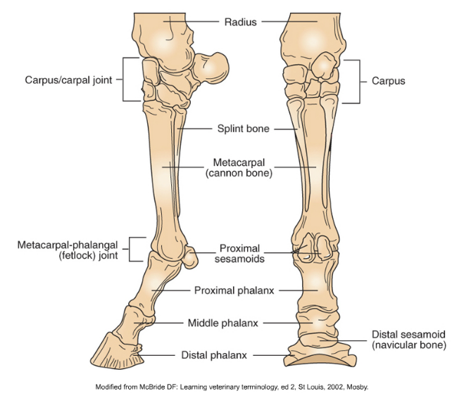 <ul><li><p><span>Numbered from medial (MC I = dewclaw) to lateral (MC V)</span></p></li><li><p><span>Horse: one toed</span></p><ul><li><p><span>Only one metacarpal is weight bearing</span></p><ul><li><p><span>MC III = canon bone</span></p></li><li><p><span>Bracketed by vestigial metacarpal bones MC II and MC IV (splint bone; incomplete)</span></p></li></ul></li></ul></li><li><p><span>Cattle: two toed</span></p><ul><li><p><span>Weight bearing on fused MC III and MC IV</span></p></li></ul></li></ul><p></p>