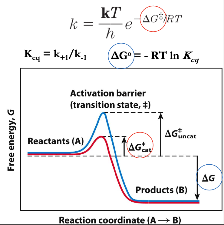 <ul><li><p>z različnimi kemijskimi dejavniki spremenimo reakcijsko pot → povečamo hitrost reakcije (zaradi znižanja E bariere prehodnega stanja - PS)</p></li><li><p>katalizator - stabilizira nestabilno PS, iz reakcije izstopi nespremenjen (ne vpliva na ravnotežje)</p></li></ul><p></p>