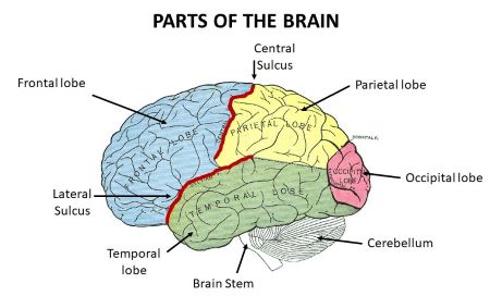<p>divides frontal and temporal lobes, dorsal from ventral</p>