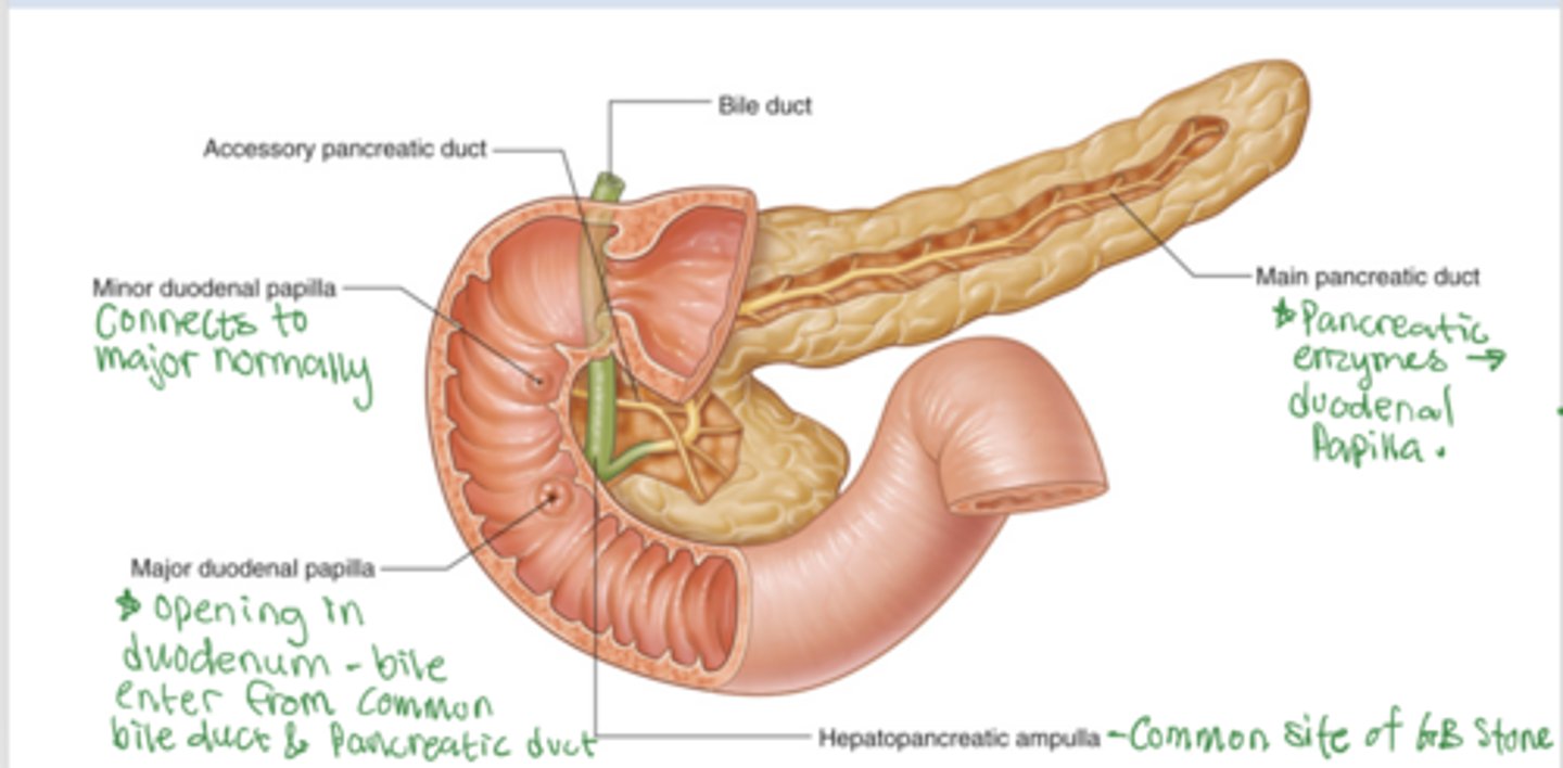 <p>They enter the second (descending) part of the duodenum at the major duodenal papilla</p>