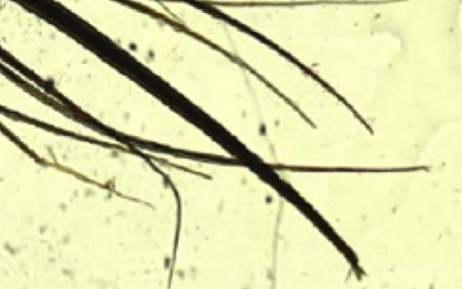 <p>Analyse what is in the photo</p>