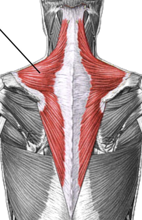 <p>Which muscle of the scapula is:</p><ul><li><p>Big triangle in back, attached to neck, shoulder, &amp; spine</p></li><li><p>Action: retract scapula, (elevate &amp; upper rot)</p></li><li><p>Nerve: CN XI, C3, &amp; C4 nerve roots</p></li></ul><p></p>