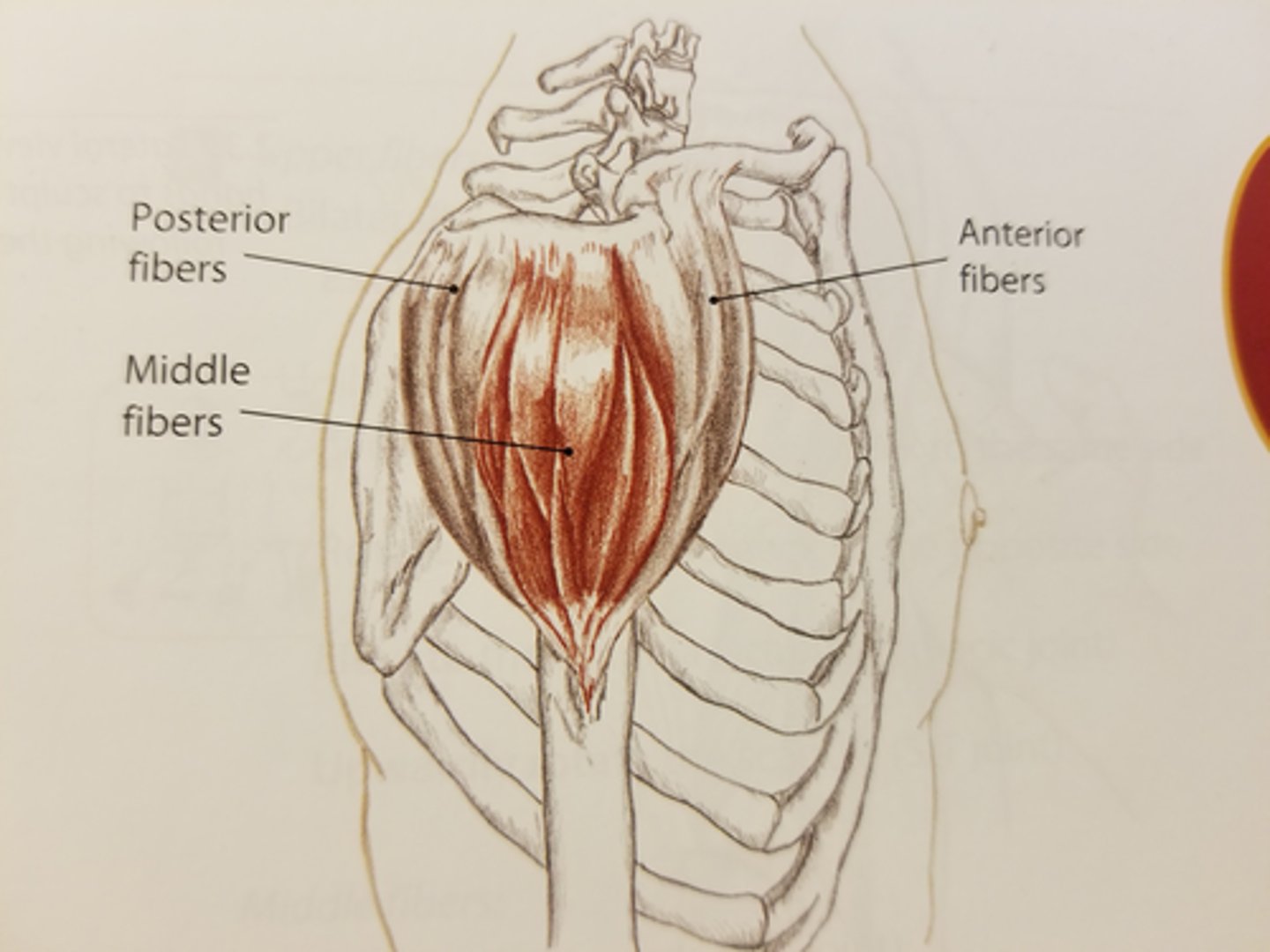 <p>Flex and medially rotate the arm</p>