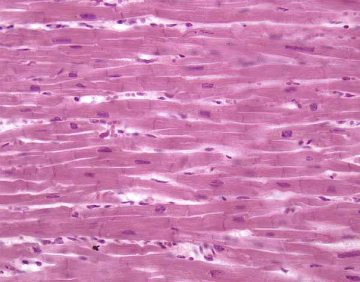 <ol><li><p>What tissue is this?</p></li><li><p>Where can it be found?</p></li><li><p>What is its function?</p></li></ol><p></p>