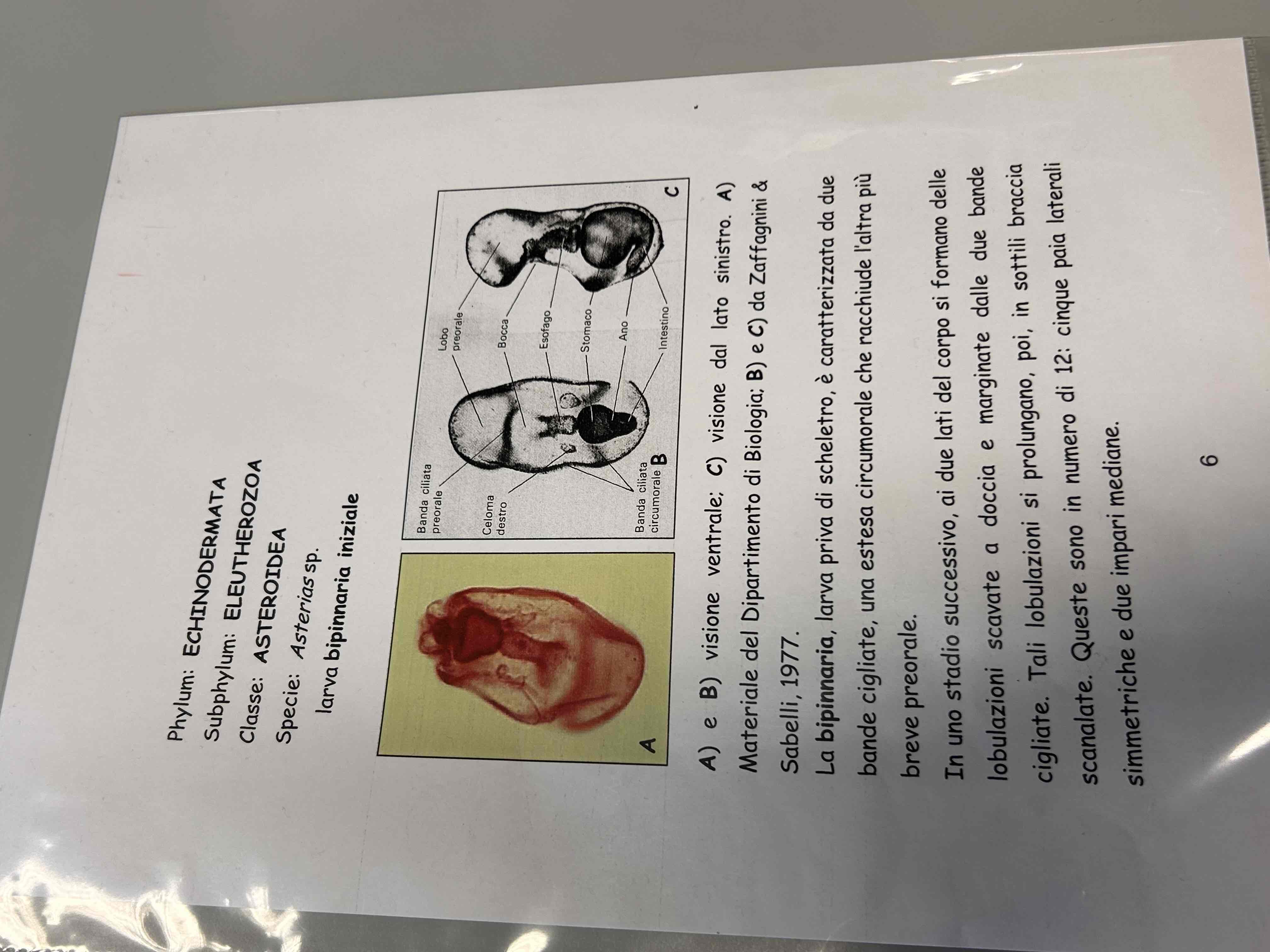 <p>Echinodermata</p><p>Asteroidea</p><p>Asterias sp (larva bipinnaria)</p>