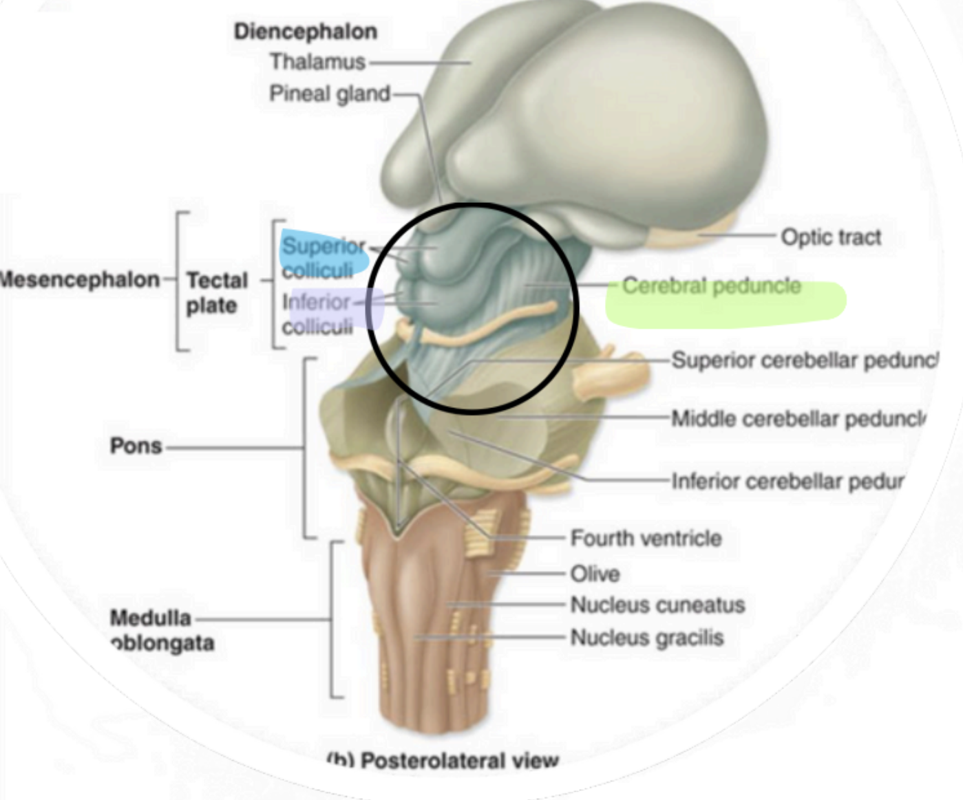 <p>Mesencephalon -<strong> Inferior Colliculi</strong></p>