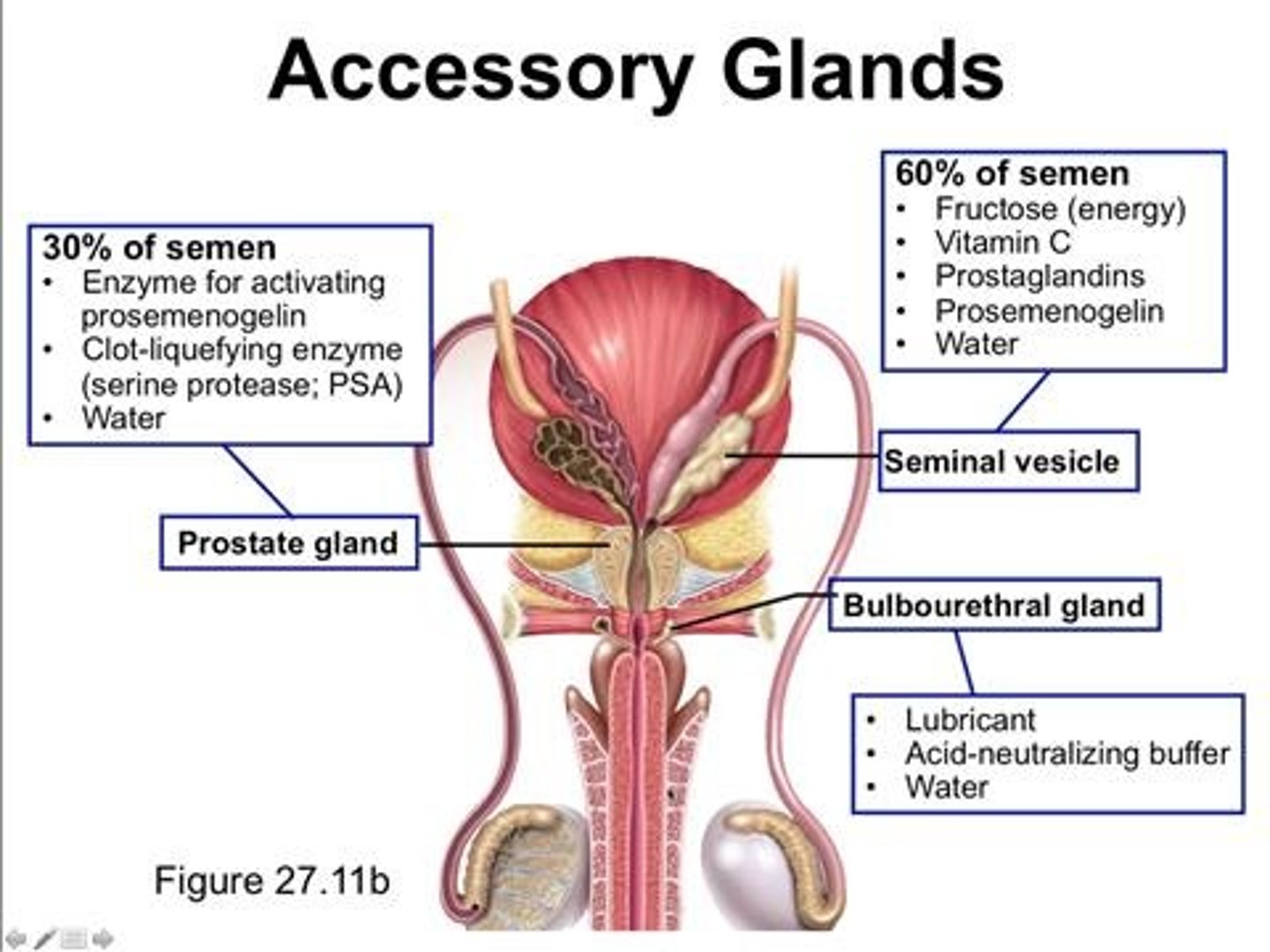 <p>Glands producing 60% of semen volume.</p>