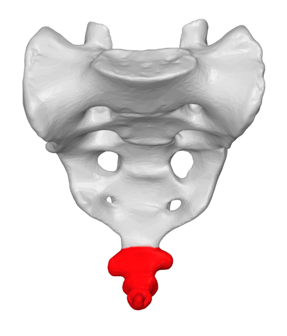 <p>The tailbone, composed of fused vertebrae, is located at the base of the spinal column and provides structural support and stability to the pelvic area. </p>