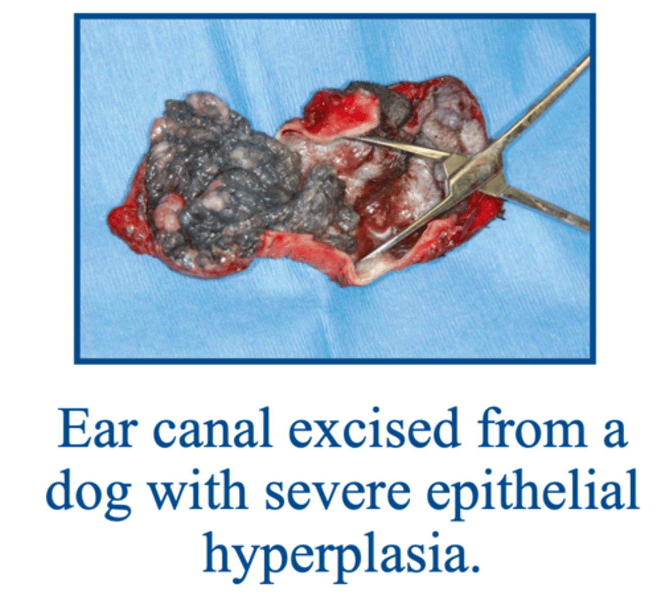 <p>why should TECA-LBO not be performed on animals with mild disease or by surgeons unfamiliar with ear anatomy</p>