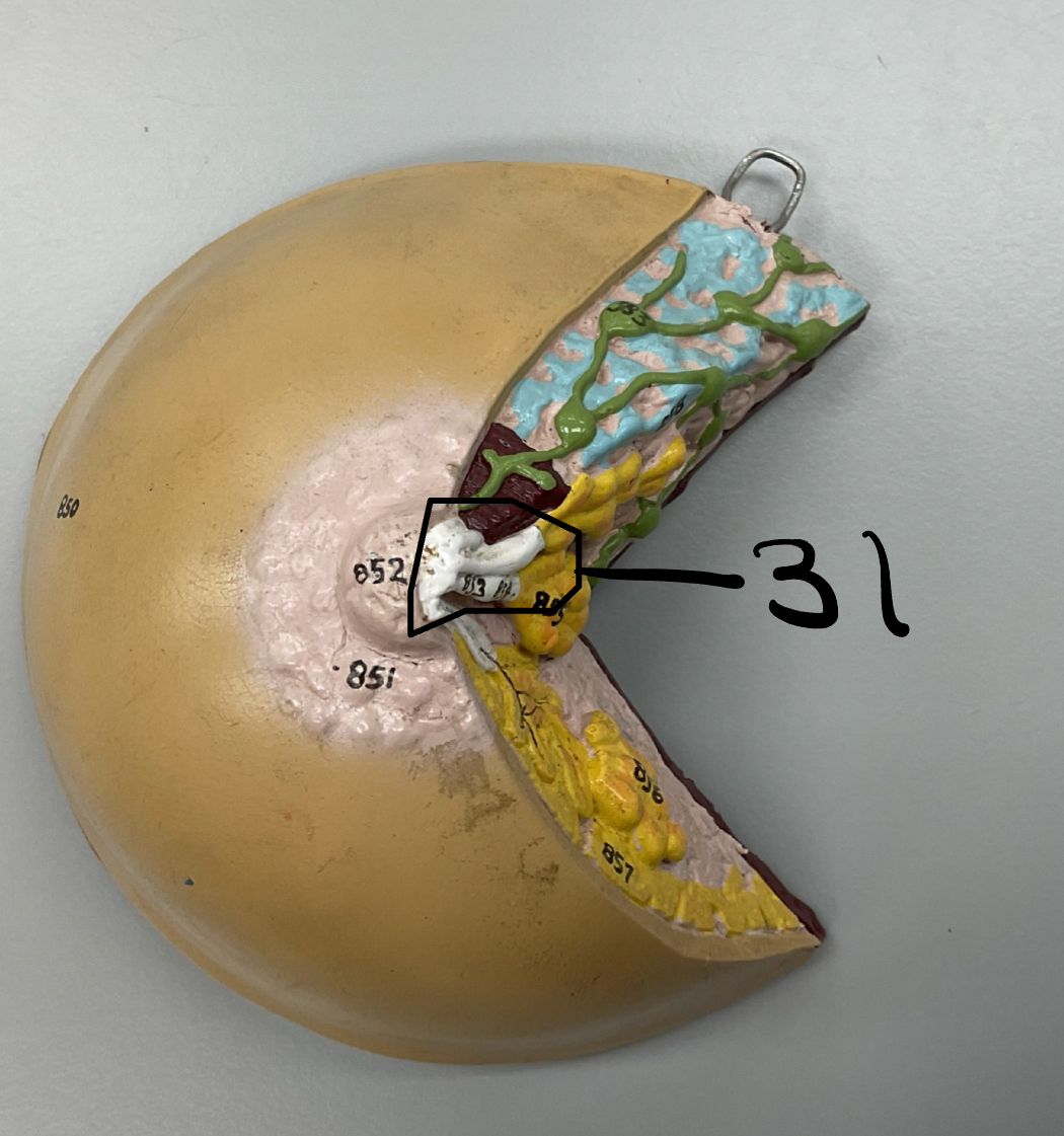 <p>31</p>