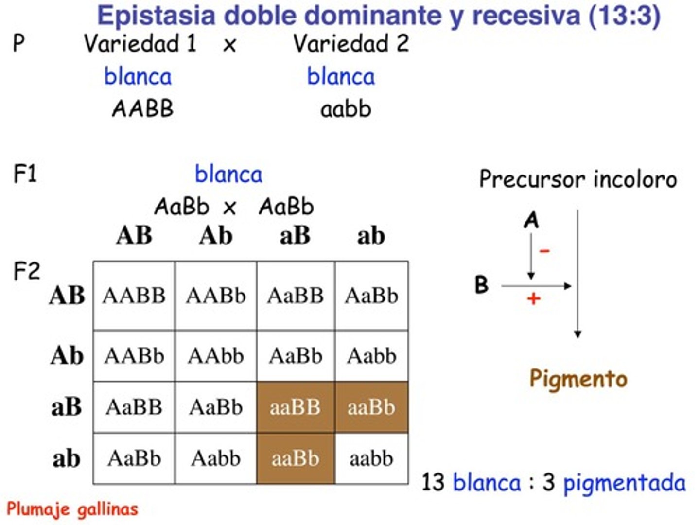 <p>When dominant alleles of one gene and homozygous recessive alleles of another locus produce the same phenotype.</p>