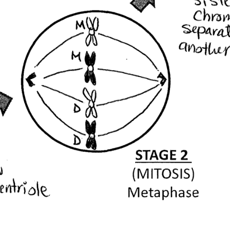 <p>metaphase (middle)</p><p>the chromosomes line up in the middle of the cell, (nuclear membrane gone by now) </p><p>the spindle fibres attached to a centromere (centre of a chromosome) (one from the left and one from the right, so that sister chromatids can be seperated) </p><p></p>