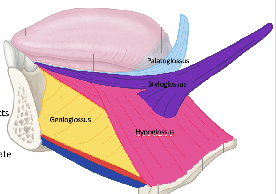 <p><span>What muscles make up the intrinsic and extrinsic muscles of the tongue? What is their innervation?</span></p>