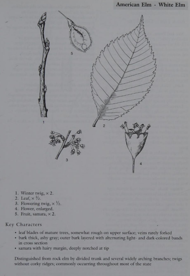 <p>Family: Ulmaceae</p><p>Physiognomy: Nt Tree</p><p>Common Name: Americana Elm</p><p>Leaf: alternat, simple, doubly serrate, base asymmetrical, usually glaborous, bristle tipped</p>