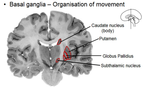 a group of subcortical forebrain structures lateral to the thalamus