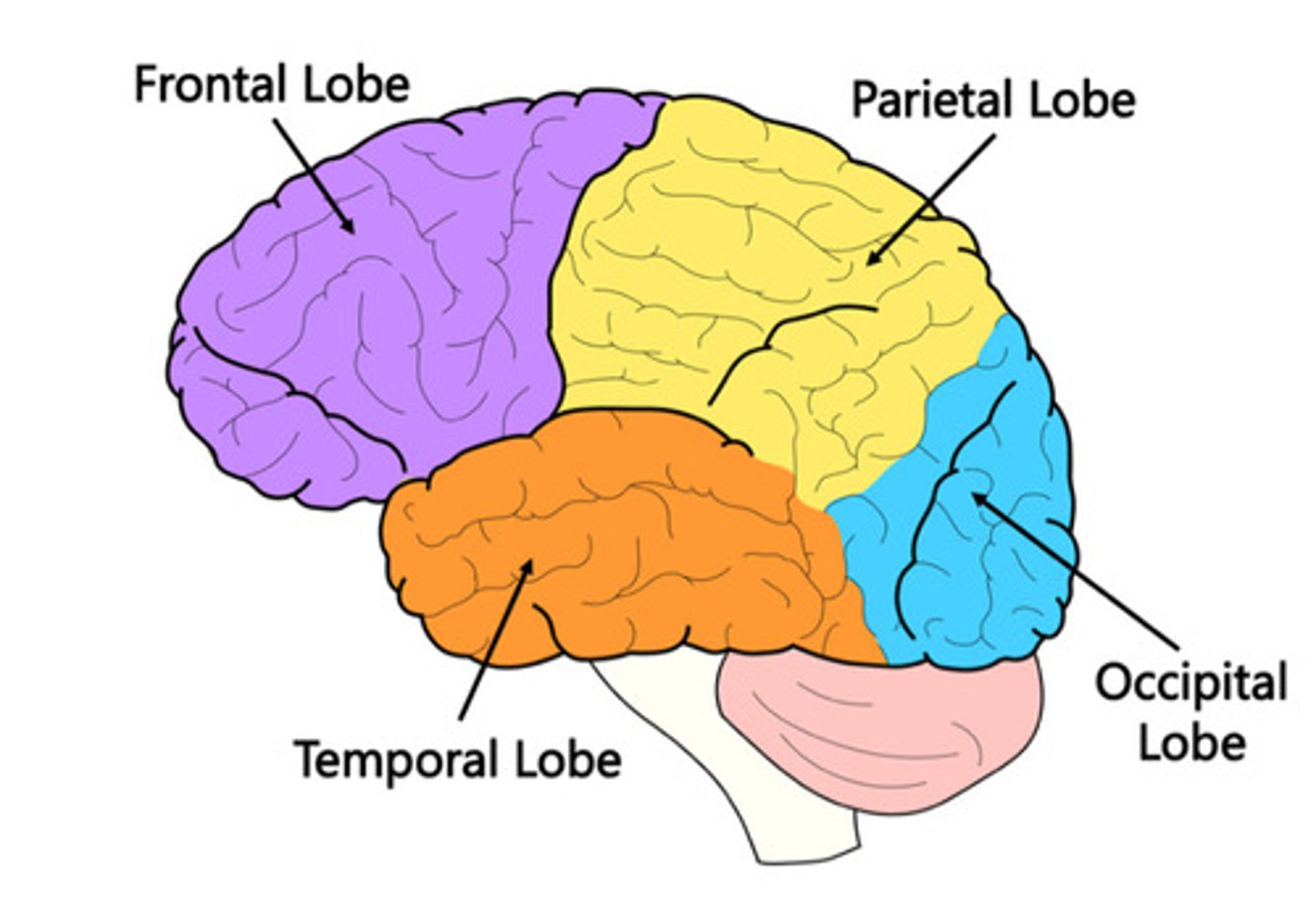 <p>Vision processing.</p>