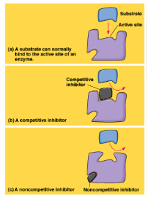 <p>inhibitor that stops enzymatic activity by binding to the active site, blocking substrate -cell can overcome competitive inhibition by adding more substrate</p>
