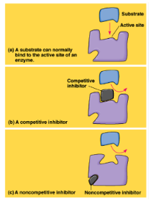 inhibitor that stops enzymatic activity by binding to the active site, blocking substrate
-cell can overcome competitive inhibition by adding more substrate