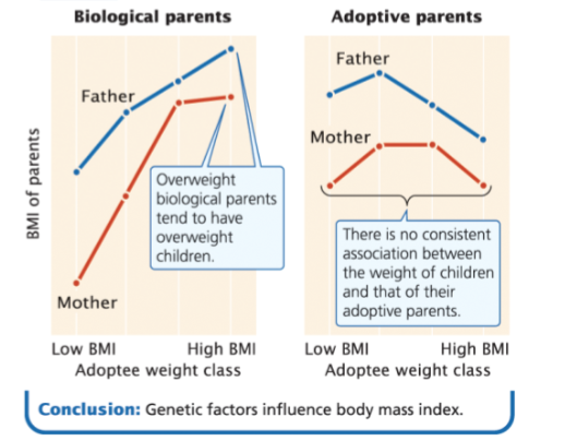 <p>BMI is influenced by genetics</p>