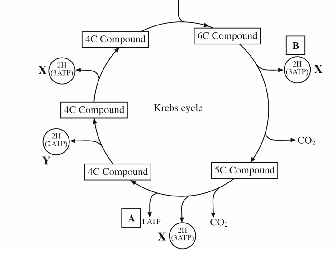 <p>1 ATP produced by substrate level phosphorylation</p>
<p>3 NADH</p>
<p>1 FADH</p>
<p>2 molecules of carbon dioxide</p>