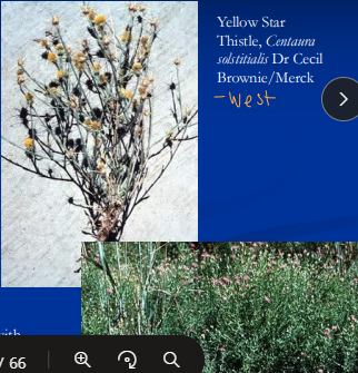 <ul><li><p><span style="background-color: transparent;"><strong><span>Neuro toxins</span></strong></span></p></li><li><p><span style="background-color: transparent;"><strong><span>Et: </span></strong><u><span>Repin</span></u><span> toxin in </span><strong><u><span>Yellow Star Thistle &amp; Russian Knapweed</span></u></strong></span></p><ul><li><p><span style="background-color: transparent; color: green;"><strong><u><span>necrosis of substantia nigra &amp; globus pallidus: UMN → throat, tongue</span></u></strong></span></p></li><li><p><span style="background-color: transparent; color: red;"><strong><span>Cs: facial dystonia, </span><u><span>“sardonic grin,” inability to eat/swallow, dunks head into bucket for water</span></u></strong></span></p><ul><li><p>necropsy: neuronal cell bodies in midbrain</p></li></ul></li><li><p><span style="background-color: transparent;"><strong><span>Tx:</span></strong><span> </span><u><span>Euthanasia&nbsp;</span></u></span></p></li></ul></li></ul><img src="https://knowt-user-attachments.s3.amazonaws.com/7c270f8e-0dd2-452c-87e4-adcd9748e34a.png" data-width="50%" data-align="center"><p></p>