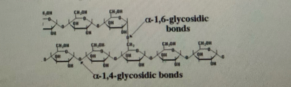 <ul><li><p>many alpha glucose molecules per polymer bonded through alpha 1-4 glycosidic bonds</p></li><li><p>Branched polymer forming alpha 1-6 glycosidic bonds</p></li><li><p>Branching doesn’t allow regular hydrogen bonds to form a spiral instead forms granules</p></li><li><p>Since amylopectin is larger than amylose structure and branched, it is insoluble.</p></li><li><p>Function: storage polysaccharide</p></li></ul>