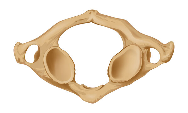 <p>C1 - Connects head to spine</p>