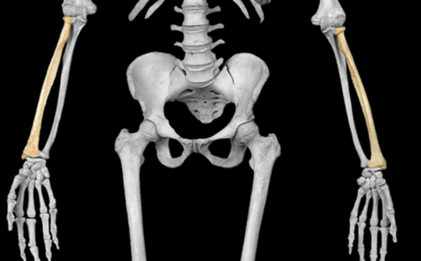 <p>laterally placed</p>