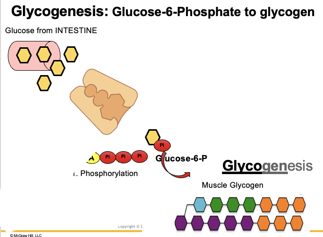<ul><li><p>Glycogenesis = incorporation of glucose into glycogen after eating carbohydrates.</p></li><li><p>Step 1:<br>Glucose is phosphorylated to glucose-6-phosphate (G6P).<br>• Uses 1 ATP<br>• Catalyzed by hexokinase (muscle) or glucokinase (liver)<br>• Traps glucose inside the cell</p></li></ul><p>Before glucose is added to glycogen, the phosphate group is removed.<br>Free glucose (without phosphate) is then incorporated into glycogen.</p>