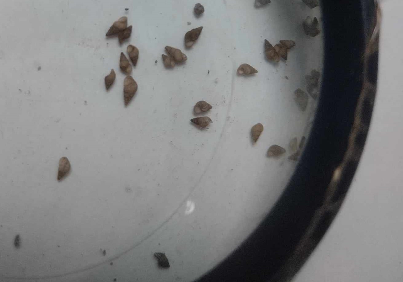 <p>Give scientific name and parasite</p>