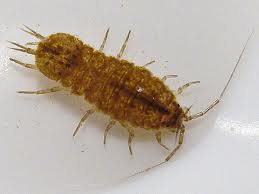 <p>Macroinverterbrate?</p>