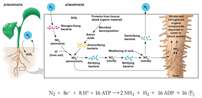 <p>nitrogen deficiency can be the most limiting to plant growth (required in large amounts to produce proteins and nucleic acids)</p><ul><li><p>absorb NO3 (nitrate) or NH4+ (ammonium)</p></li><li><p>most nitrogen from soil bacteria activity (some from inorganic solutes)</p></li><li><p>nitrification- oxidize ammonia to nitrate OR nitrite to nitrate</p></li><li><p>plant enzymes convert nitrate to ammonium</p></li><li><p>nitrogen-fixing bacteria convert N2 to NH3, NH3 picks up H+ = NH4+</p></li><li><p>ammonifying bacteria break down dead organic compounds and release NH4+</p></li><li><p>triple bond in N2 prevents plants from collecting gaseous nitrogen</p></li></ul><p></p>