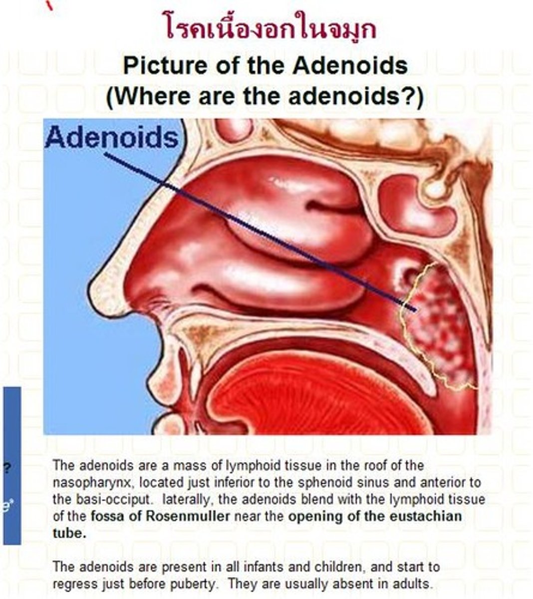 <p>adenoids</p>