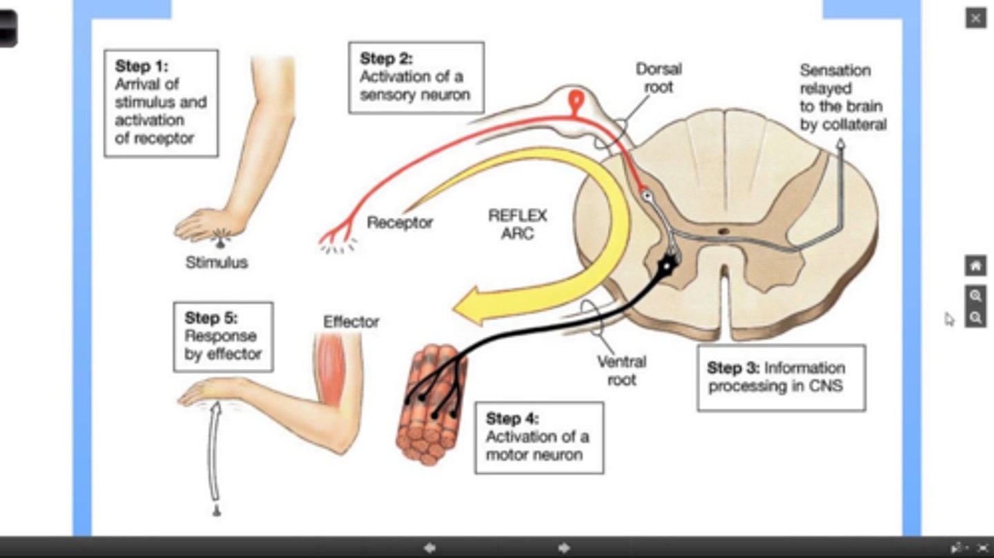 <p>Response to stepping on something sharp, the response is through a polysynaptic reflex arc.</p>