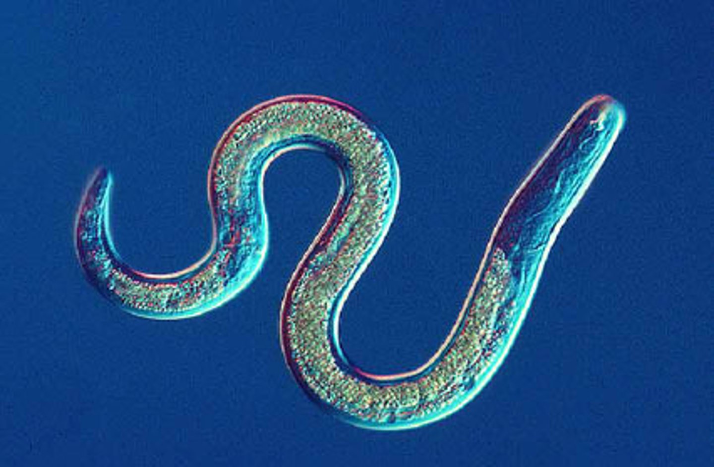 <p>• Tiny, ubiquitous, unsegmented worms that possess a cuticle made of collagen</p><p>• Most are free-living predators but many are parasitic</p><p>• Some parasitic roundworms block lymphatic ducts and cause elephantiasis</p><p>•20,000 described nematode species</p><p>(4-50x's = actual diversity)</p><p>• m2 of coastal mud yields 4.4 million</p><p>• One decomposing apple in an orchard contains 90,000</p><p>• Majority of nematodes are small predators or saprophytes (they eat decomposing organic matter)</p>