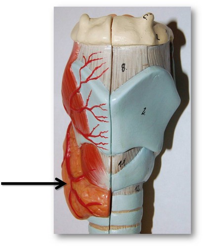 <p>gland which lies anterior to the thyroid cartilage of the larynx; consists of two lobes connected by isthmus; produces T3, T4 hormones</p>